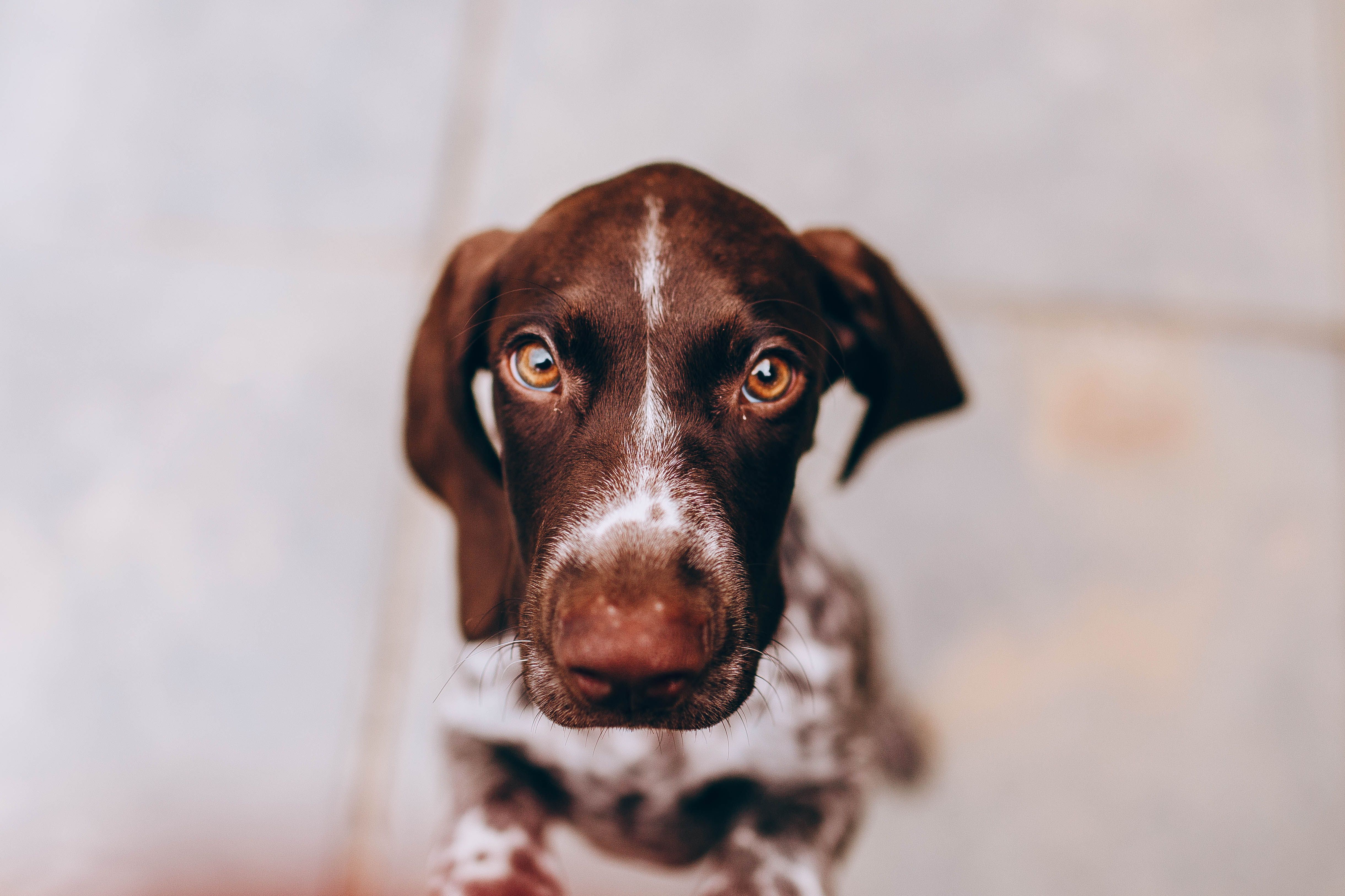 Chien et son propriétaire dans un parc