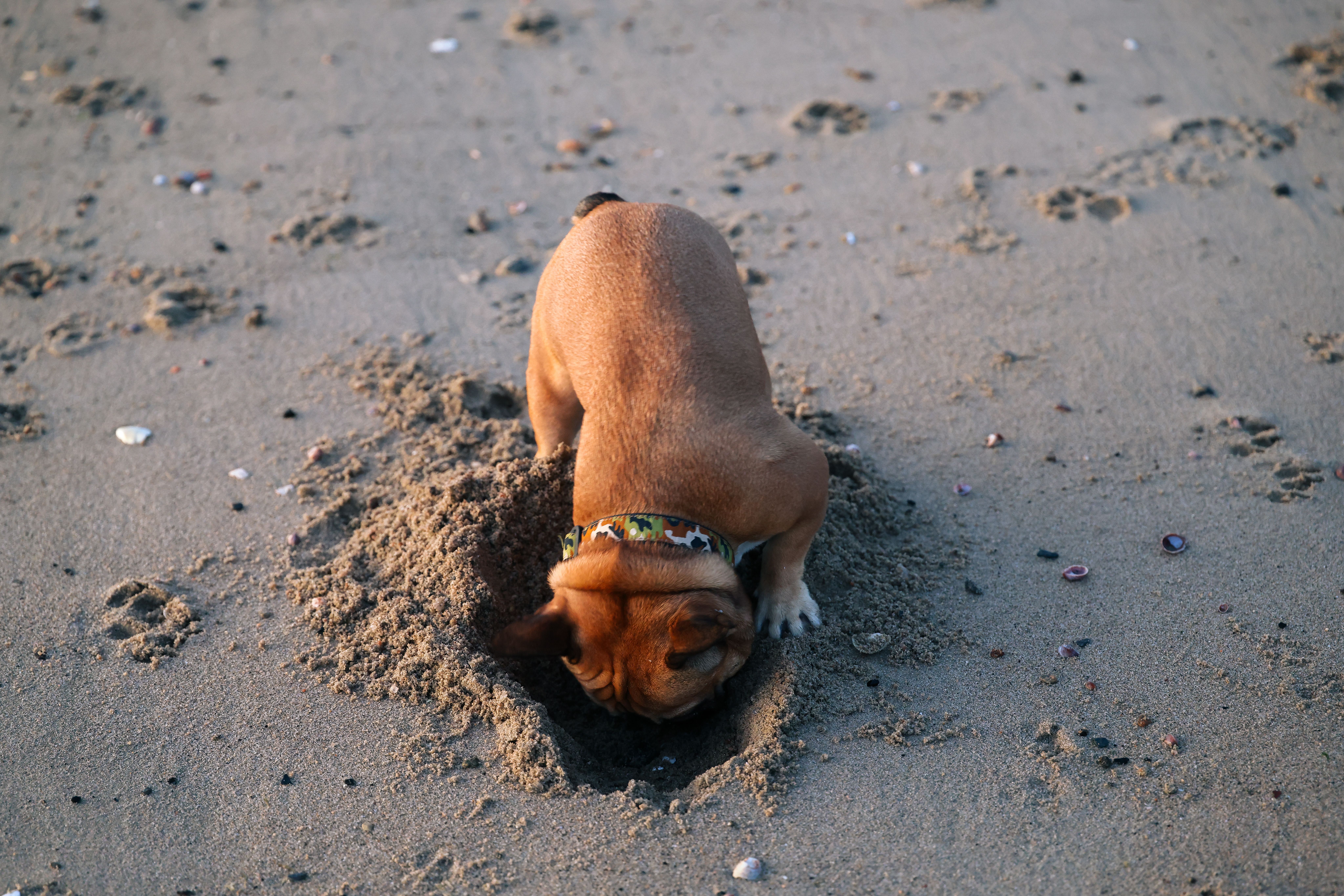 Lecture d'un règlement sur l'accès des chiens aux parcs